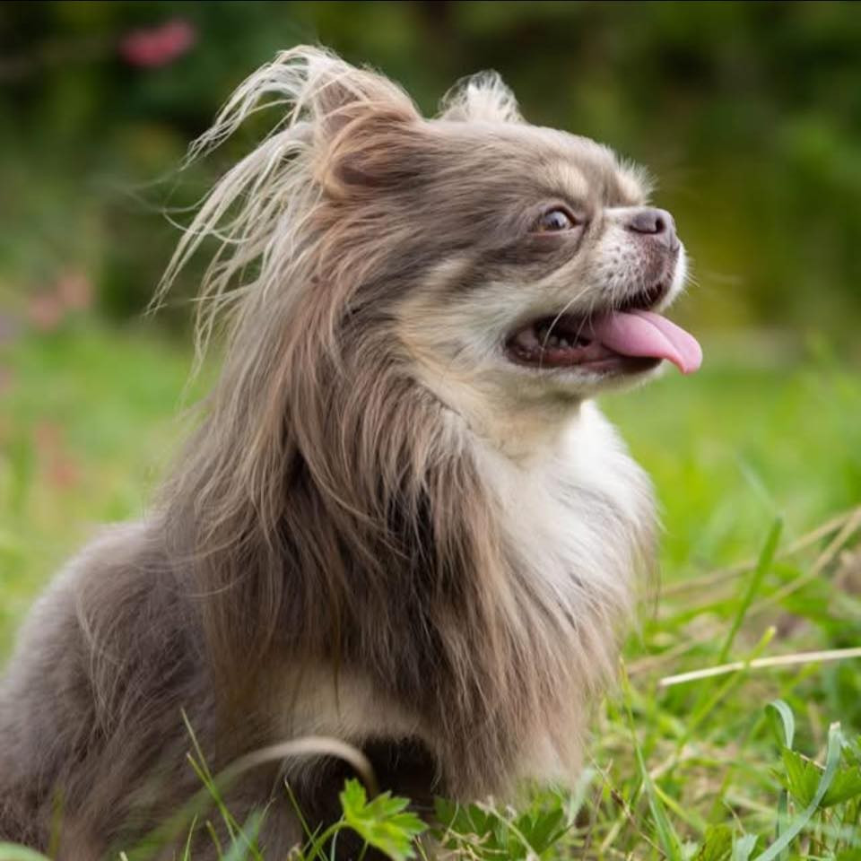 Sharl bier russian smile