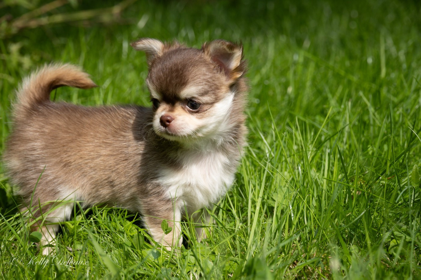 You're a Shooting Star Of Wizards World