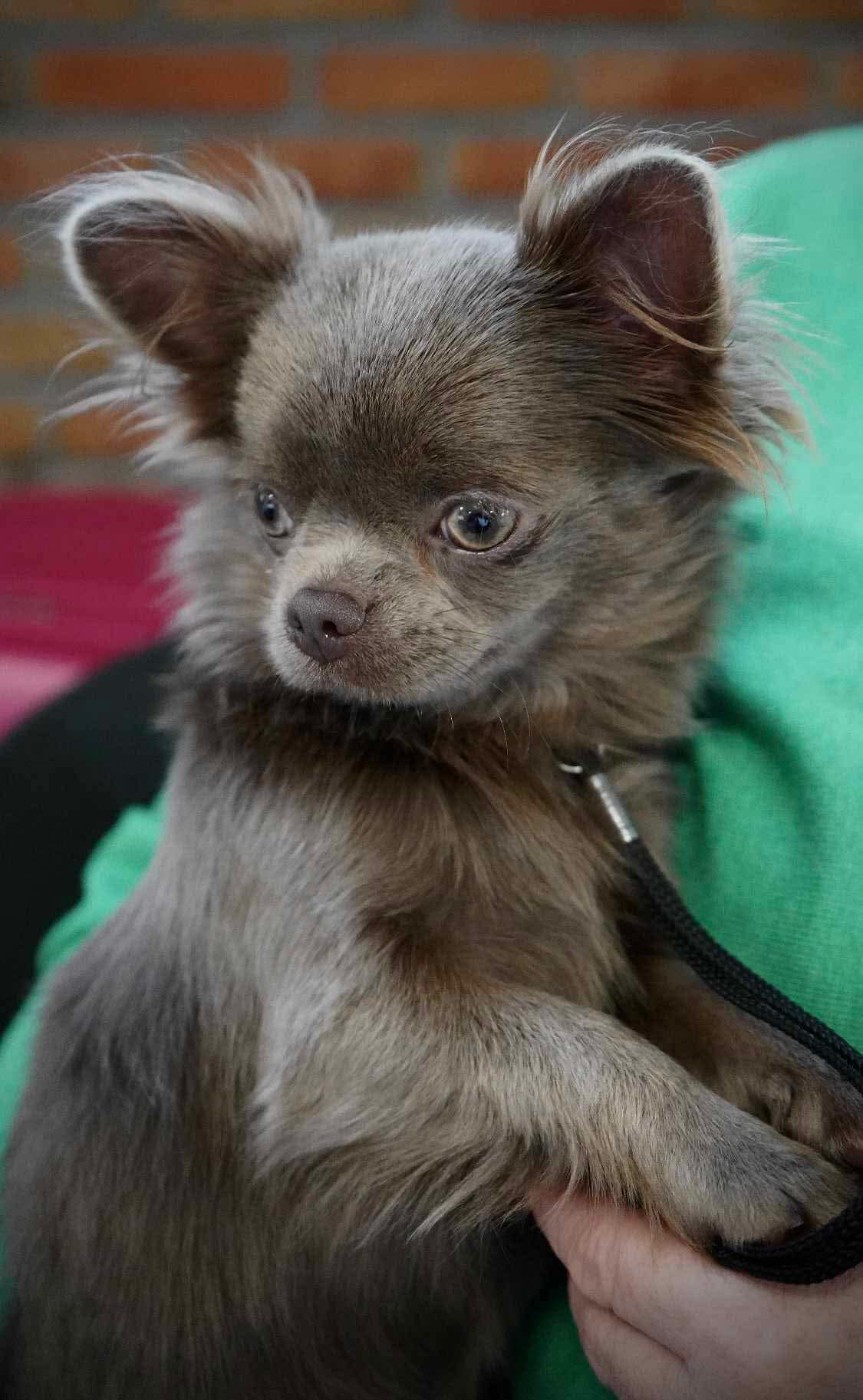 Xclusive Jewel Of Wizards World