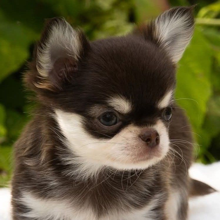 You Shine Bright Of Wizards World