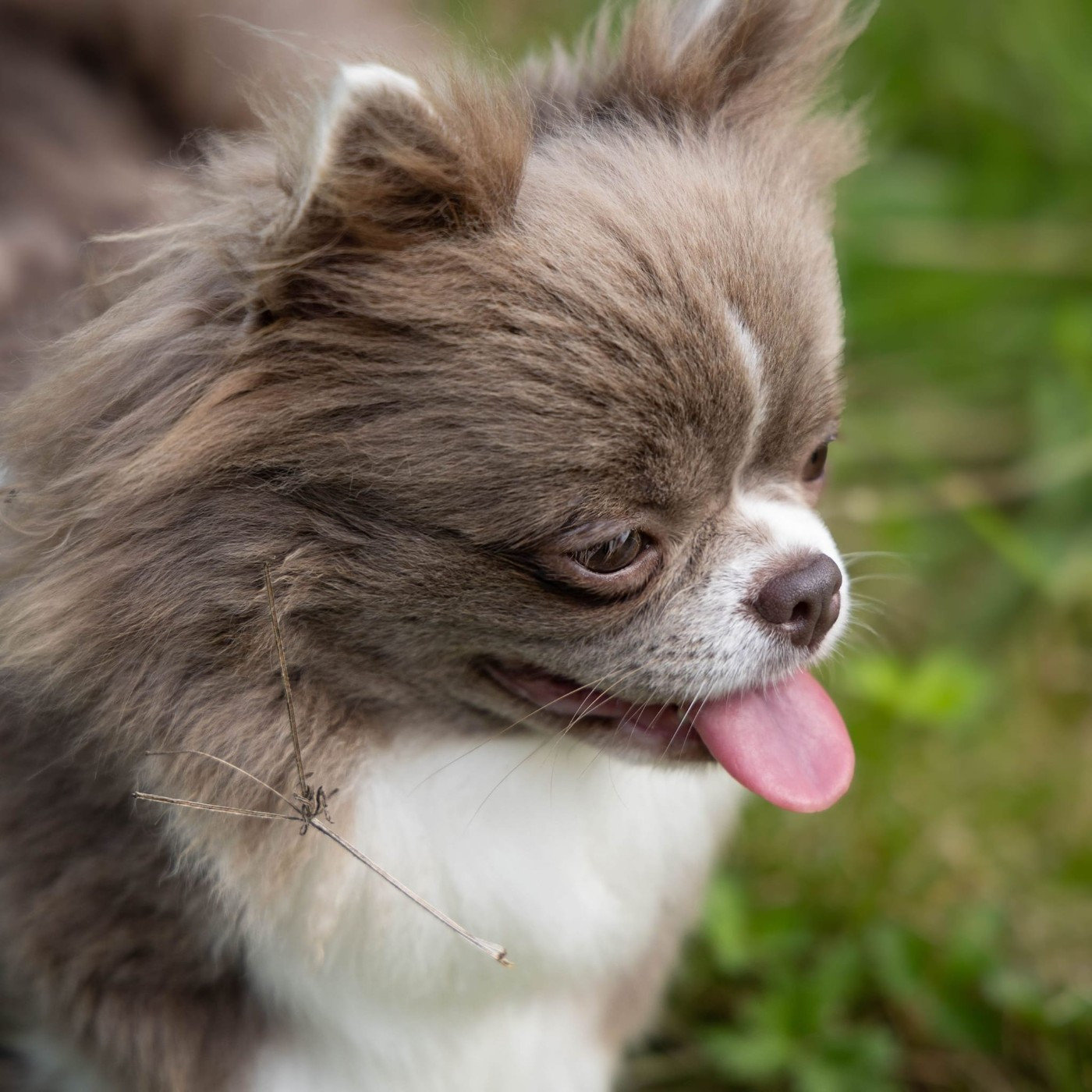 Aphrodita de Heart & Spirit